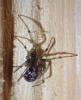 Steatoda triangulosa